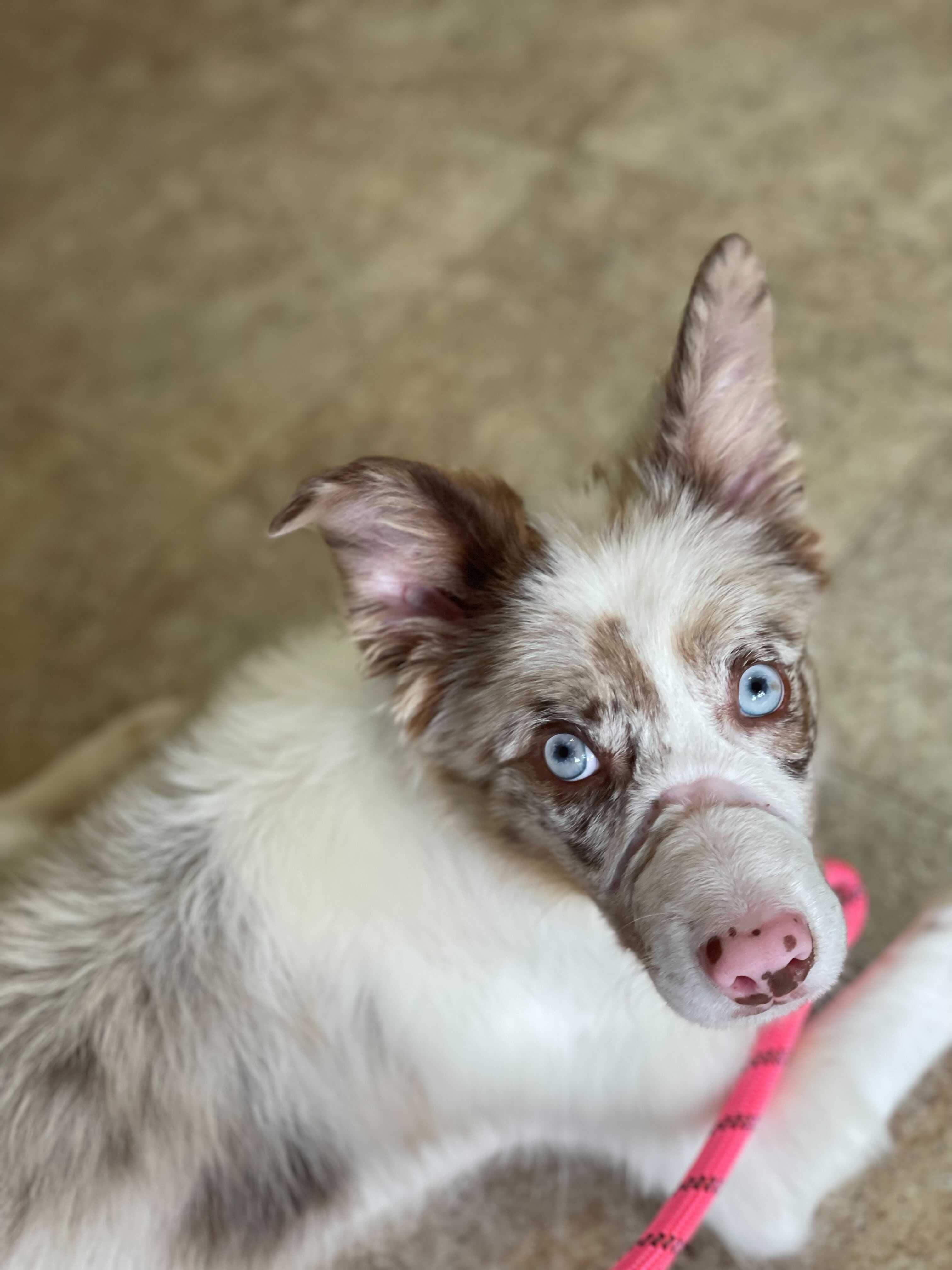 Bonnie the Aussie - Thank you! - gallery image